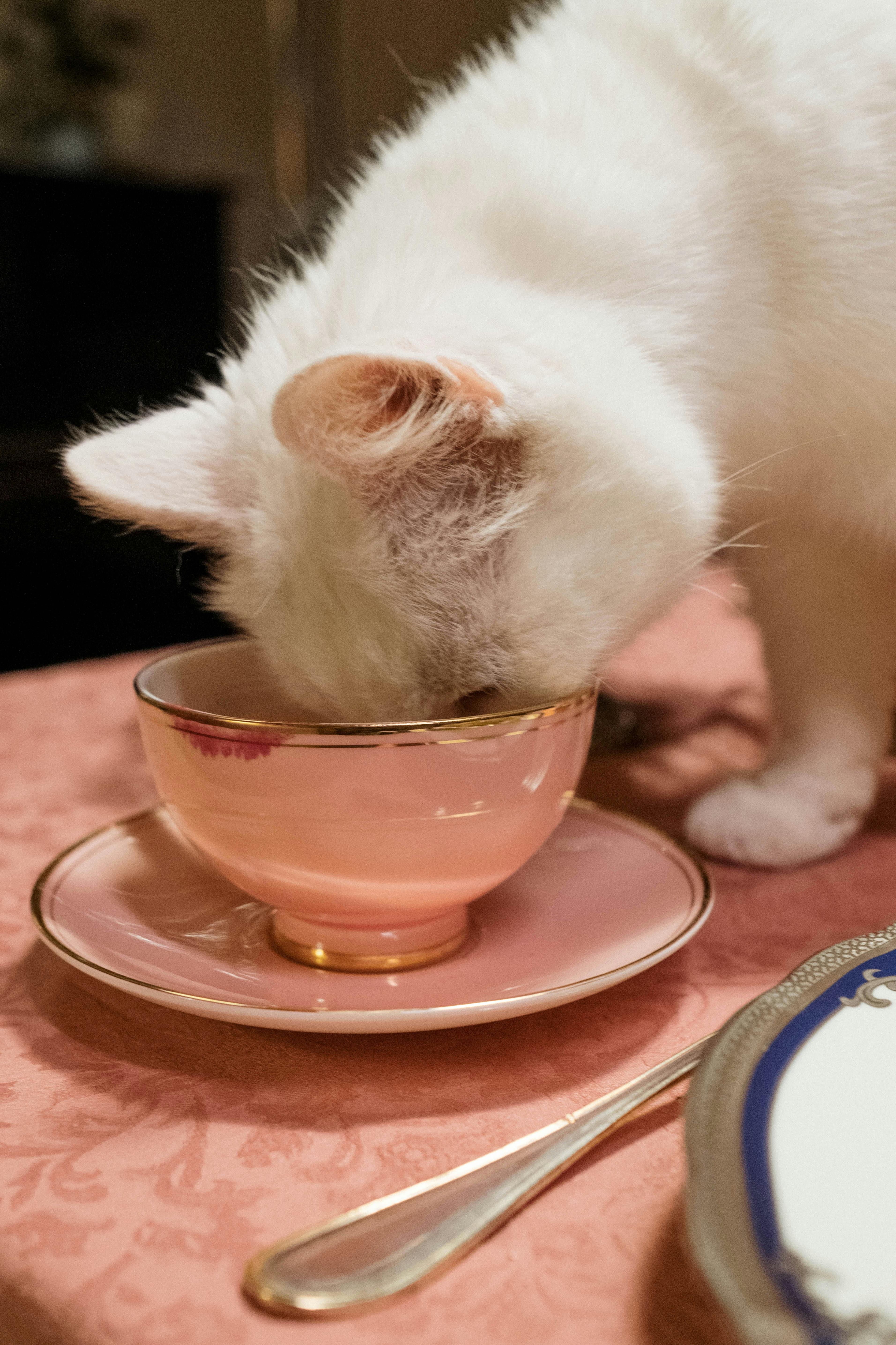 Alimentation et Vieillissement Cérébral : Nourrir l'Esprit de Votre Compagnon Âgé - bonami-paris